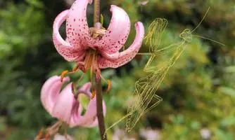 Tagebuch der Natur III